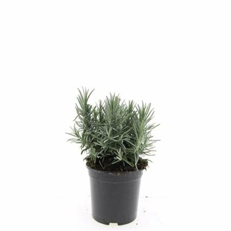 Lavandula angustifolia 'Munstead' C1.5 - afbeelding 22
