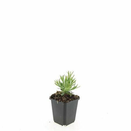 Lavandula angustifolia 'Munstead' C1.5 - afbeelding 4