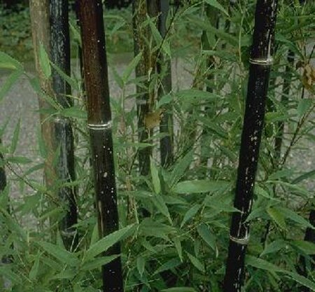 Phyllostachys nigra