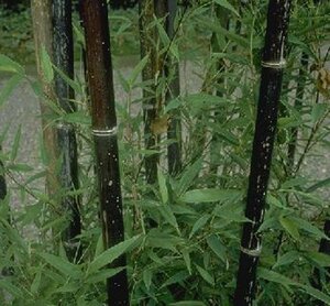 Phyllostachys nigra