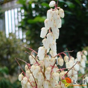 Pieris japonica 'Forest Flame'