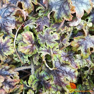Heucherella 'Tapestry' P9