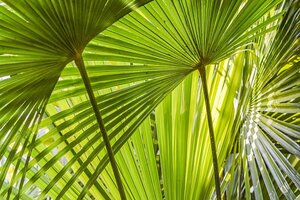 Trachycarpus fortunei
