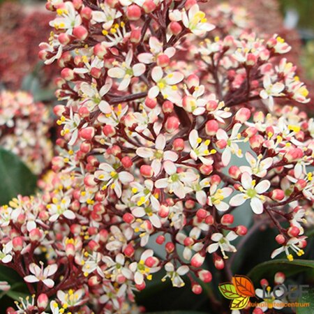Skimmia japonica 'Rubella' - afbeelding 2