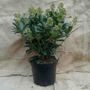 Skimmia japonica 'Finchy' - afbeelding 2