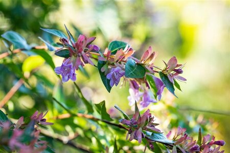Abelia 'Edward Goucher'