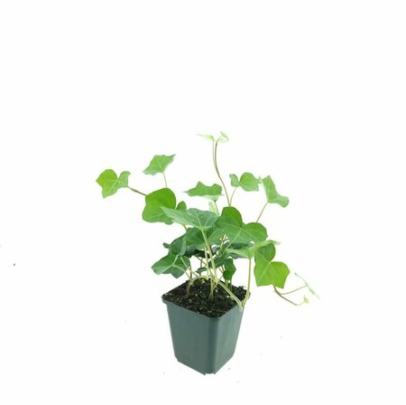 Hedera hibernica - afbeelding 4