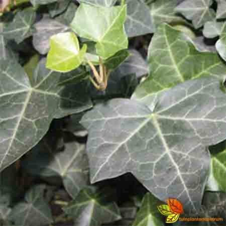 Hedera hibernica - afbeelding 14