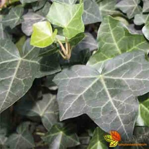 Hedera hibernica