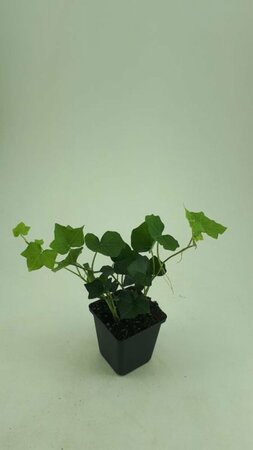 Hedera hibernica - afbeelding 19