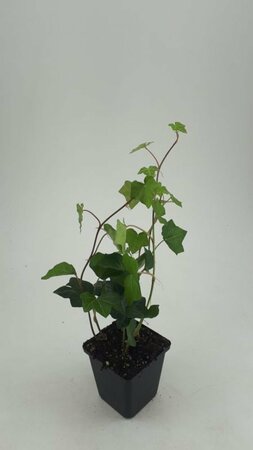 Hedera hibernica - afbeelding 21