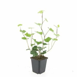 Hedera hibernica - afbeelding 7
