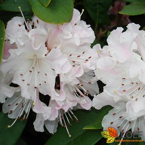 Rhododendron 'Cunningham's White'