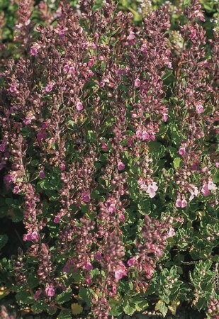 Teucrium chamaedrys P9 - afbeelding 3