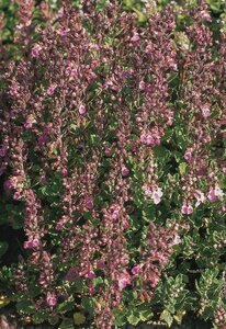 Teucrium chamaedrys P9 - afbeelding 3