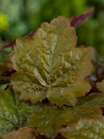 Heuchera 'Rachel' P9 - afbeelding 1
