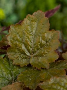 Heuchera 'Rachel' P9