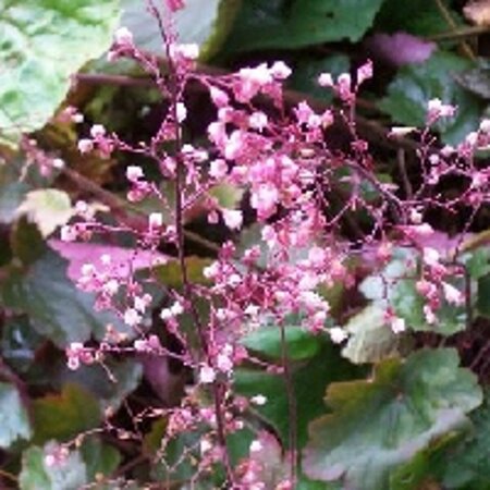 Heuchera 'Rachel' P9 - afbeelding 2