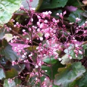 Heuchera 'Rachel' P9 - afbeelding 2