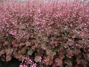 Heuchera 'Rachel' P9 - afbeelding 4