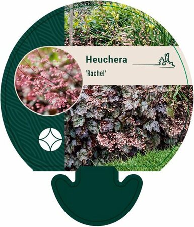 Heuchera 'Rachel' P9 - afbeelding 5