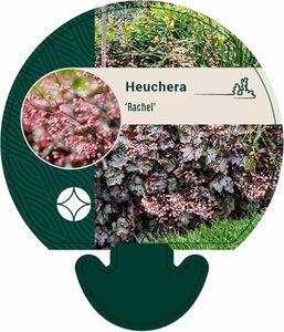 Heuchera 'Rachel' P9 - afbeelding 5