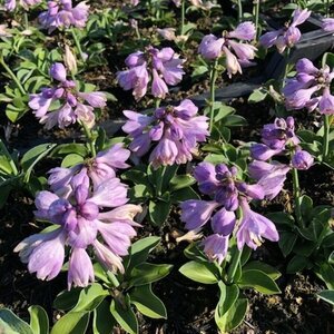 Hosta 'Blue Mouse Ears' P9