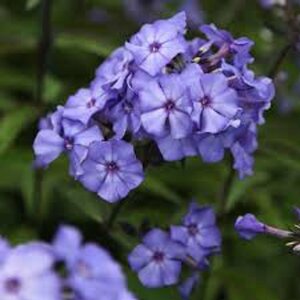 Phlox paniculata 'Blue Paradise' P9 - afbeelding 4