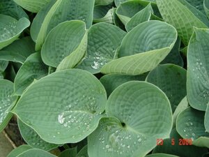 Hosta 'Big Daddy' P9 - afbeelding 3