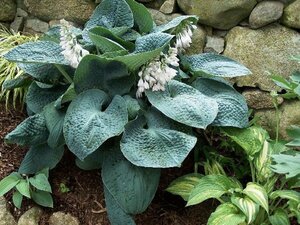 Hosta 'Big Daddy' P9 - afbeelding 5