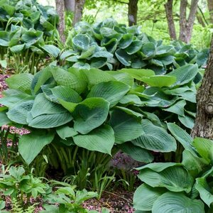 Hosta 'Big Daddy' P9 - afbeelding 6