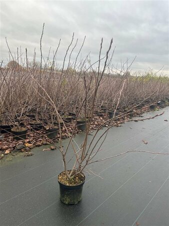 Amelanchier lamarckii - afbeelding 10