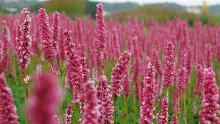 Persicaria affinis 'Donald Lowndes' P9 - afbeelding 2