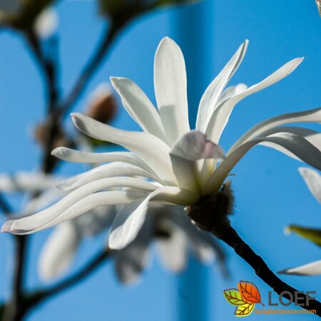 Magnolia stellata - afbeelding 5
