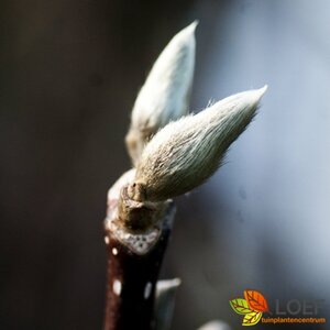 Magnolia stellata - afbeelding 6