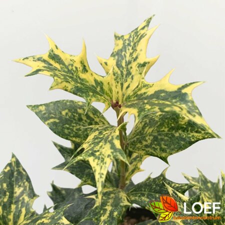 Osmanthus heterophyllus 'Goshiki'