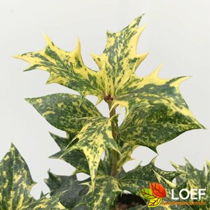 Osmanthus heterophyllus 'Goshiki'
