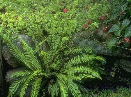Blechnum spicant C2 - afbeelding 3