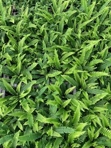 Blechnum spicant C2 - afbeelding 4