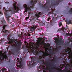 Heuchera 'Purple Petticoats' P9