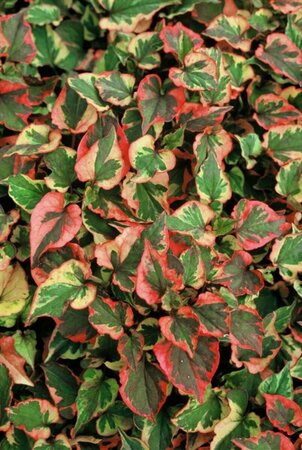 Houttuynia cordata 'Chameleon' P9 - afbeelding 5