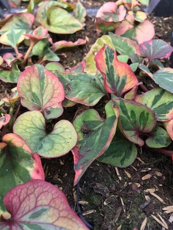 Houttuynia cordata 'Chameleon' P9 - afbeelding 2