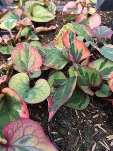 Houttuynia cordata 'Chameleon' P9 - afbeelding 2