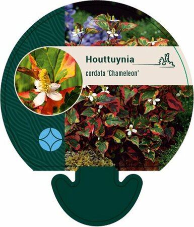 Houttuynia cordata 'Chameleon' P9 - afbeelding 7