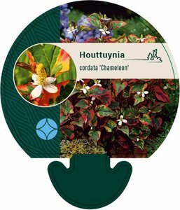 Houttuynia cordata 'Chameleon' P9 - afbeelding 7