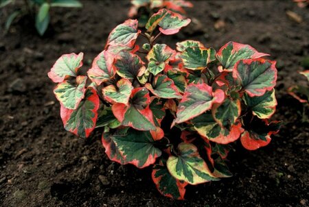 Houttuynia cordata 'Chameleon' P9 - afbeelding 6