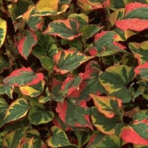 Houttuynia cordata 'Chameleon' P9 - afbeelding 3