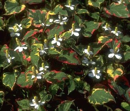 Houttuynia cordata 'Chameleon' P9 - afbeelding 1