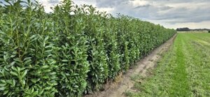 Prunus laur. Genolia - afbeelding 4