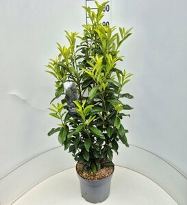 Prunus laur. Genolia